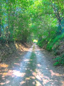 a dirt road in the middle of a forest at Domaine Le Berdoy in Montesquiou
