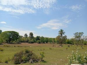 a field with animals grazing in a field with trees at MWELL House in Ban Klang