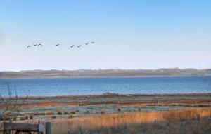 a flock of birds flying over a large body of water at Nice Home In Farsø With Wifi in Farsø +7 photos