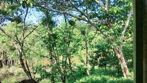 ein Blick auf einen Wald von Bäumen aus einem Fenster in der Unterkunft Casa de campo GN in Acará