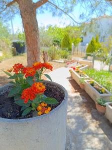 ニキティにあるSunset Escapeの木の横にある赤い花が入った植木鉢