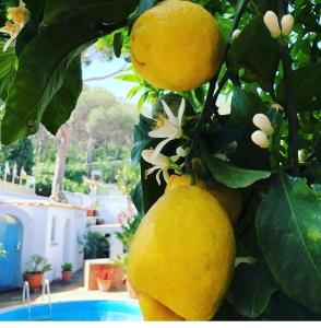 a bunch of yellow fruits hanging from a tree at Villa Calù in Casamicciola Terme