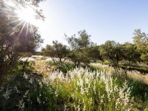 a field of white flowers with trees in the background at Belcharto Accommodation in Stellenbosch +4 photos