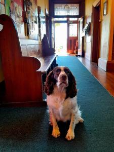 a dog sitting on the floor in a room at Noah's Ark Flashpacker in Greymouth +87 photos