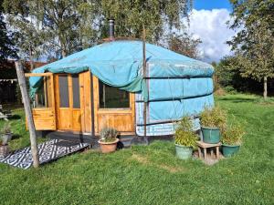 巴克瑟姆YURs的草上有一个蓝色的衬衫