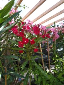 RehgrabenHaus Orleander的温室里种有红花的植物