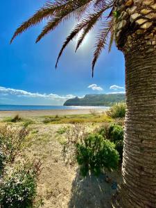 una palma accanto a una spiaggia di Domu e Mari Sud Sardegna a Quartu SantʼElena