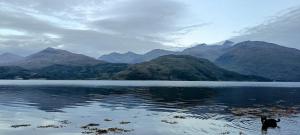 a dog in the water with mountains in the background at Red Deer Cottage at Fanans in Oban