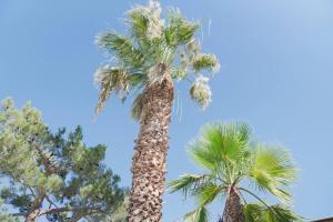 twee palmbomen tegen een blauwe lucht bij Vacationhome - Privatepool Gardenyard in Las Vegas