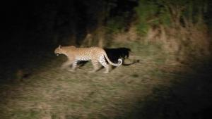 a cat and a dog walking in a field at Jungle home stay in Devrukh
