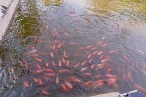 a group of koi fish swimming in a pond at Homestay Cô Hai in Xóm Rạch Già