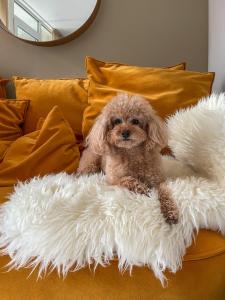 a small brown dog sitting on a white blanket on a couch at Modern Studio Juodkrante in Juodkrantė