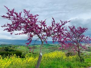 Gallery image of La casa del timo - The house of thyme in Todi +51 photos