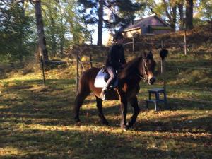 a person riding on a horse in a field at Henneviken BnB in Ed