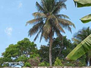 a palm tree in front of a blue sky at Jaans Inn in Ratmalana South