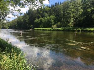 a river with trees on the side of it at Petite chatelaine in Herbeumont