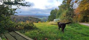 a black dog walking in the grass near a road at FeWo Bergenrot Urlaub mit Hund in Arnsberg