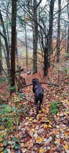 a black dog walking down a path in the woods at FeWo Bergenrot Urlaub mit Hund in Arnsberg +15 photos