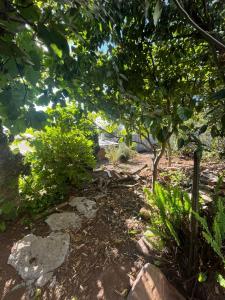 a garden with a tree and some bushes at Rincón secreto in Tomé +7 photos