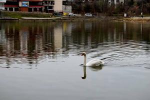 a swan swimming in a body of water at Rebeka Luxury Apartment in Tryavna