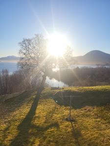 a tree in a field with the sun shining at Nygjerdet Gossen in Gossa
