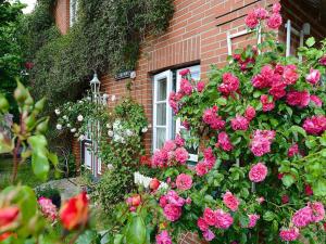 a bunch of pink flowers in front of a brick house at Ferienwohnung in Oevenum auf Foehr in Oevenum +3 photos