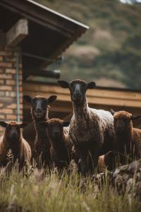 Tiere in der Pension oder in der Nähe