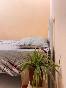 a bedroom with a bed and a potted plant at Homestay Selesa Taman Lembah Bujang in Bedung