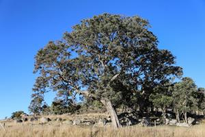 a large oak tree in a field with animals at Carpe Diem Cottage, Tenterfield in Tenterfield +7 photos