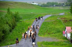 a herd of cattle walking down a road with people on horses at Guesthouse Geldingaholt in Árnes
