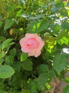 a pink flower on a bush with green leaves at HideAway Lasa in Lasa