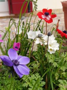 A garden outside La Casa di Linda