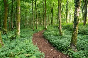 a dirt trail in a forest with green plants at Luxury Off-Grid Cabin with Outdoor Bath in Scotland in Clachan of Campsie +10 photos