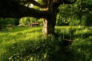 a tree in the middle of a field with a swing at Luxury Off-Grid Cabin with Outdoor Bath in Scotland in Clachan of Campsie