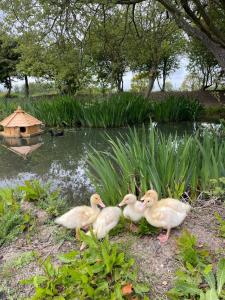eine Gruppe von Enten, die vor einem Teich stehen in der Unterkunft The Old Sty in Canterbury