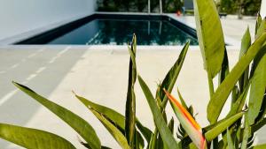 eine Anlage vor einem Schwimmbad in der Unterkunft Luxury 4 bdr Villa Nerida in Klorakas