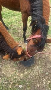 صورة لـ Espectacular cabaña في سويسكا