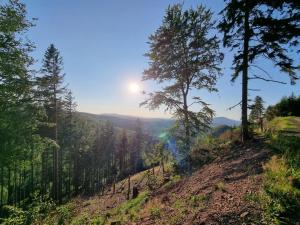 a view of a forest with the sun in the sky at Leśne Szlaki AP Apartment's in Jedlina-Zdrój