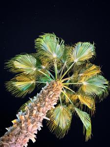 a palm tree against a black background at Wolf Suites in Antalya