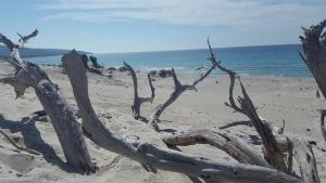 a pile of drift wood on the beach at Romantica Corte dei limoni Piscinas in Piscinas