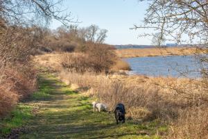 two dogs walking down a path next to a body of water at Ferienhaus vor Rügen in Sundhagen