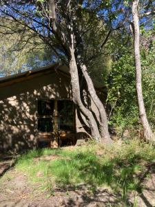 a dog is sitting in the window of a house at Refugio Casa Piedra in Puerto Ingeniero Ibáñez