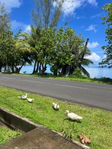 Fotografija u galeriji objekta Fare chez Franck u gradu Tevaitoa