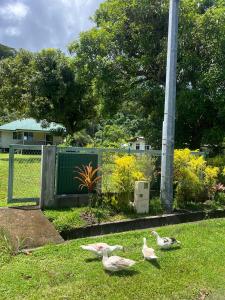 Fotografija u galeriji objekta Fare chez Franck u gradu Tevaitoa