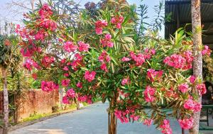 A garden outside Hotel Butterfly - Peaceful Garden for Nature Lovers