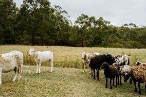 a herd of cows and sheep standing in a field at The Temple - Country Farm Retreat in Launching Place