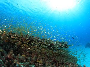 a school of fish on a coral reef at Tokashiku Marine Villege in Tokashiki