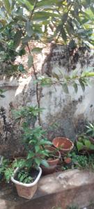 a group of potted plants sitting next to a wall at Mogral Green Valley in Bedradka