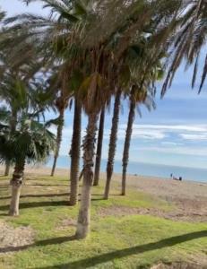 a group of palm trees on the beach at guadiaro studio in Málaga