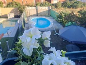 a vase with white flowers next to a swimming pool at El Mirador del Esla in Villanueva de las Manzanas
